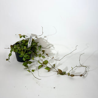 Dischidia "One-Stripe" [#2134]