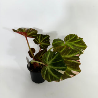 Begonia soli-mutata (variegated) [#1171]