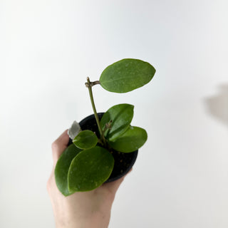 Hoya 'Ghost Fairy' [#2189]