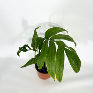 Amydrium zippelianum variegata - 5.5" Pot [#1491]