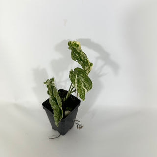 Z-4658 - Amydrium zippelianum variegata