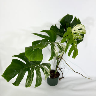 Monstera deliciosa var. borsigiana albo-variegata [#1488]