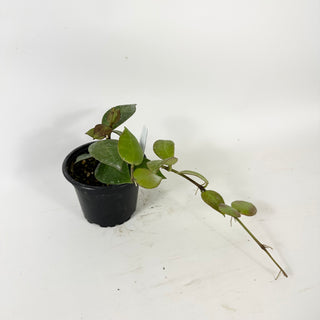 Hoya 'Chubby Bunny' (RHI 402) [#1717]