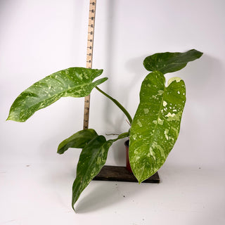 Philodendron 'Jose Buono' [#2344]