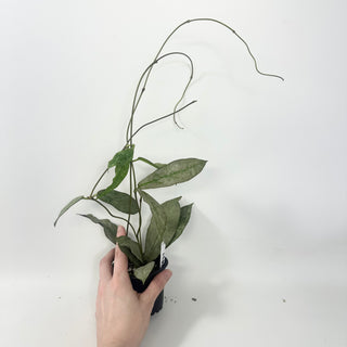 Hoya mitrata (silver) [#1962]