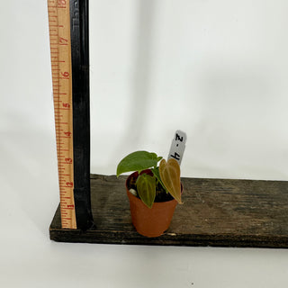 Z-4544 - Anthurium forgetii/'Ace of Spades' x 'Arnold Schwarzenegger' - 2 Seedlings