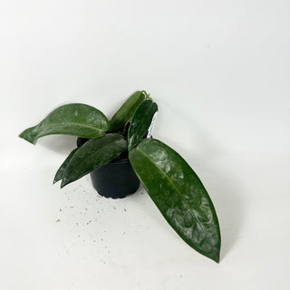 Hoya stenaokei dark [#1897]