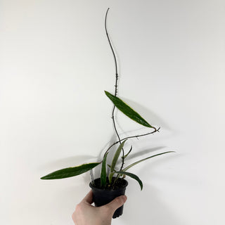 Hoya sulawesiana albo marginata [#1728]