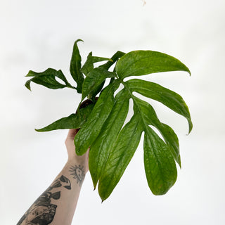 Amydrium zippelianum variegata - 5.5" Pot [#1491]