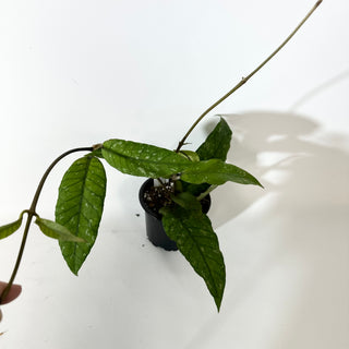 Hoya sp. Aceh Gayo Lues [#2138]