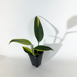 Z-5124 - Scindapsus coriaceus variegated
