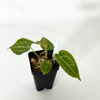 Anthurium magnificum/‘Silver Blush' x 'Arnold Schwarzenegger' [#1677]