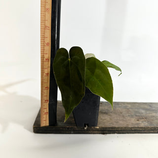 Anthurium papillilaminum SL #1 x 'Amelia's Delight' [#1984]