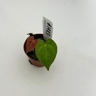 Anthurium carlablackiae x 'Delta Force' - Seedling [#1483]