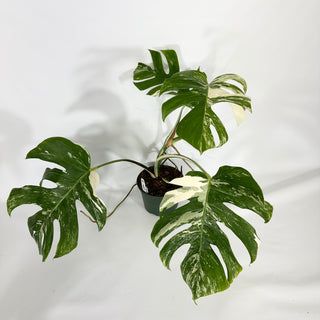 Monstera deliciosa var. borsigiana albo-variegata [#1487]