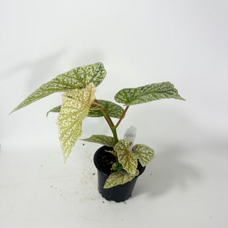 Begonia 'Snow Capped' (Variegated) [#2061]