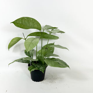 Hoya coriacea (silver) [#2452]