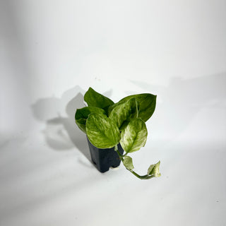 Z-4909 - Scindapsus treubii 'Moonlight Mint'