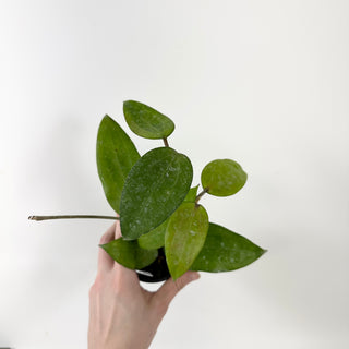 Hoya purpureofusca [#1710]