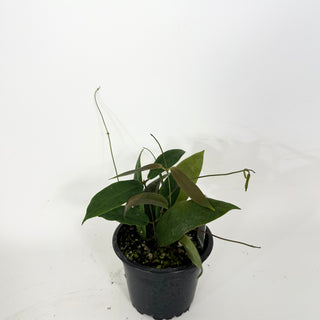 Hoya oreostemma (pink-white) NS 12-318 [#2357]