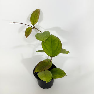 Hoya cv. EPC 1016 (incrassata x acuta)