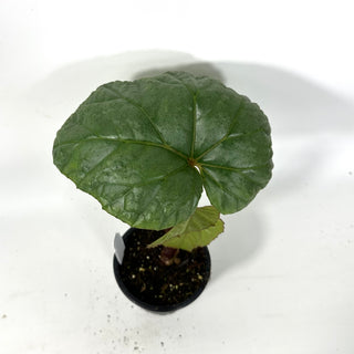 Begonia handelii [#2170]