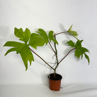 Z-4427 - Philodendron 'Florida Ghost'