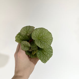 Begonia 'Steve's Leaves Dewfrost' [#2018]