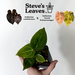 Anthurium carlablackiae x 'Arnold Schwarzenegger' - 2 Seedlings [#1716]