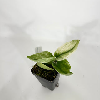 Z-4587 - Scindapsus treubii 'Moonlight Mint'