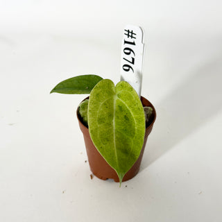 Anthurium Arnold Schwarzenegger' x 'Purple Yurple' [#1676]
