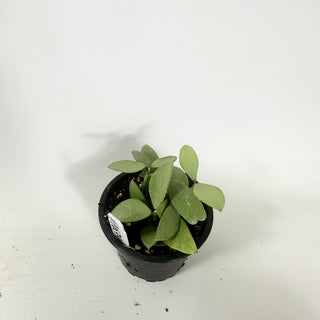 Hoya nummularioides (silver) [#1639]