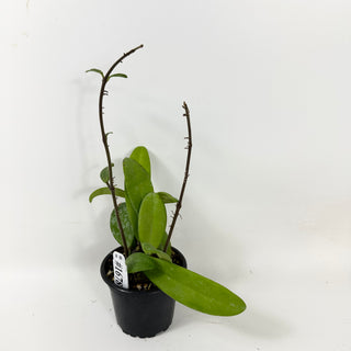 Hoya revolubilis [#1678]