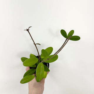 Hoya revolubilis [#1742]