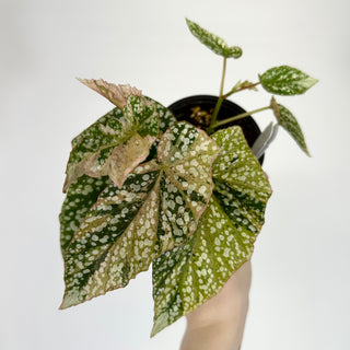 Begonia 'Snow Capped' (Variegated) [#1132]