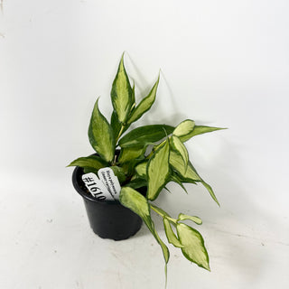 Hoya polyneura (inner variegated) [#1610]