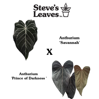 Anthurium 'Savannah' x 'Prince of Darkness' - Seedling [#1677]