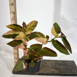 Begonia ‘Withlacoochee’ (Variegated) [#1878]