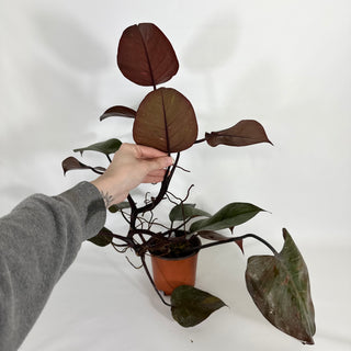 Z-4625 - Philodendron 'Orange Princess' (Non-TC)
