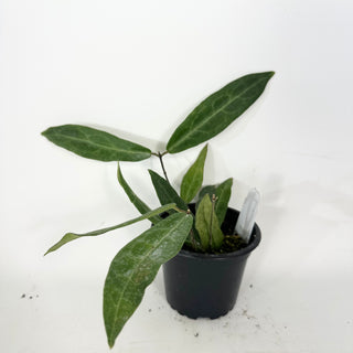 Hoya hypolasia [#2370]