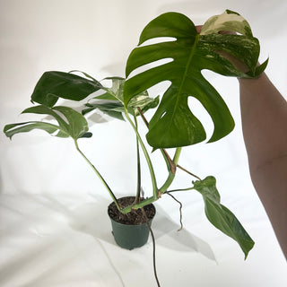 Monstera deliciosa var. borsigiana albo-variegata [#1803]