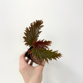 Begonia sp. 'Miri' [#1783]