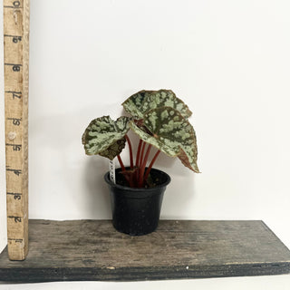 Begonia 'Steve's Leaves Frostbite' [#1929]