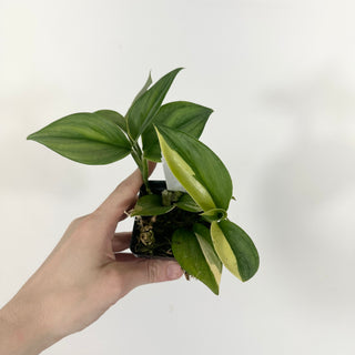 Z-4630 - Scindapsus pictus 'Rubicon'
