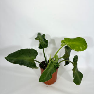 Z-4623 - Philodendron rugosum (Aberrant Form)