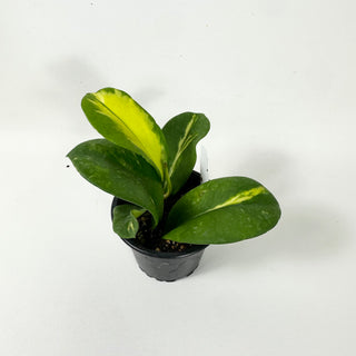 Hoya diversifolia (inner variegated)