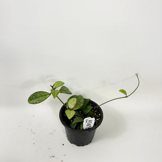 Hoya crassipetiolata (Splash) [#1675]