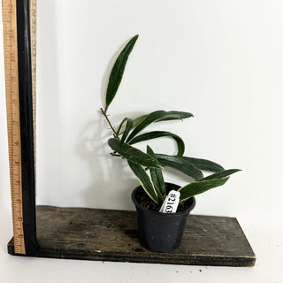 Hoya sulawesiana albo marginata [#2163]