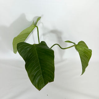 Philodendron genevievianum (Non-TC) [#1458]