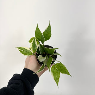 Hoya polyneura (outer variegated) [#2236]